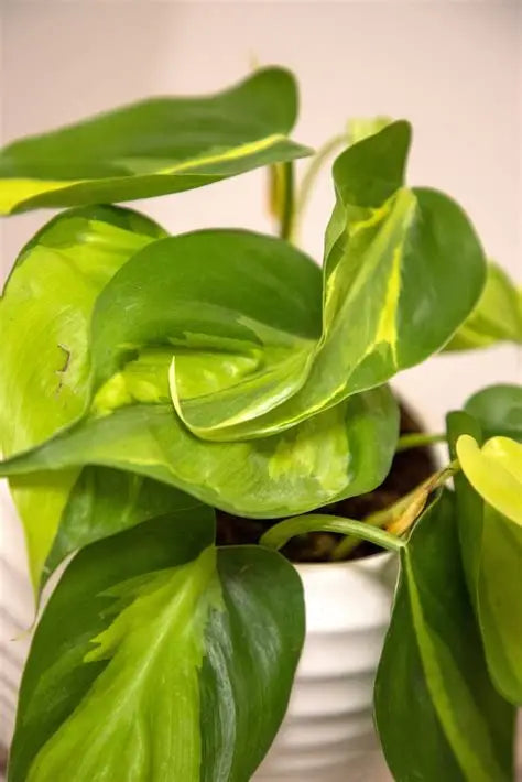Philodendron Brazil Vine