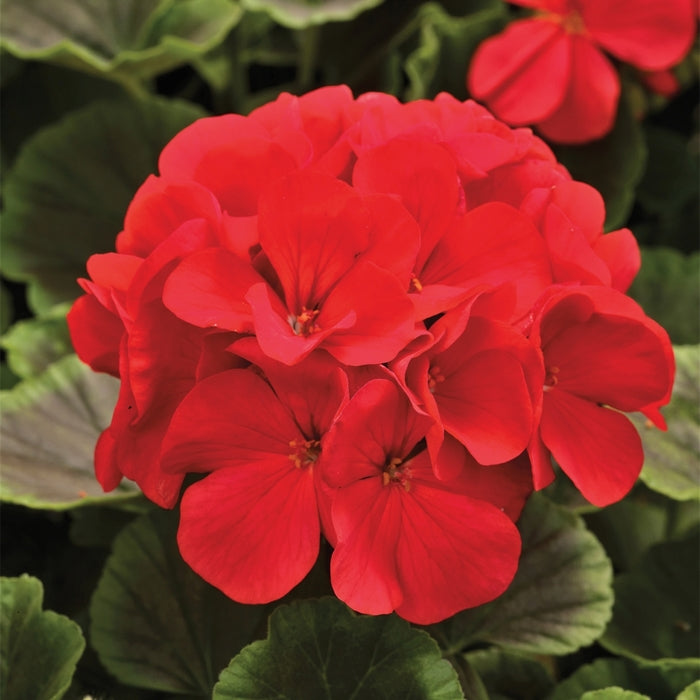 Geranium Zonal Bullseye