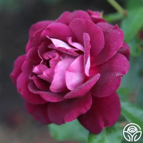 Arborose Burgundy Iceberg