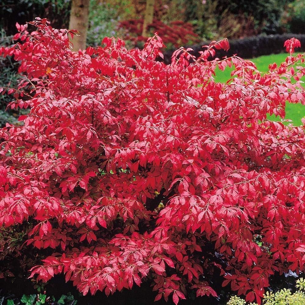 Euonymus Burning Bush