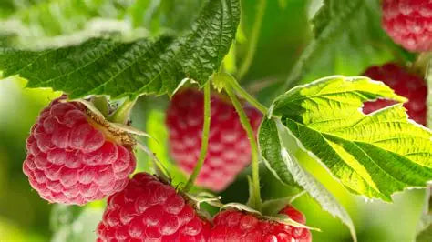 Candy Pink Raspberry