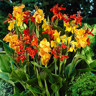 Canna Lily Mix