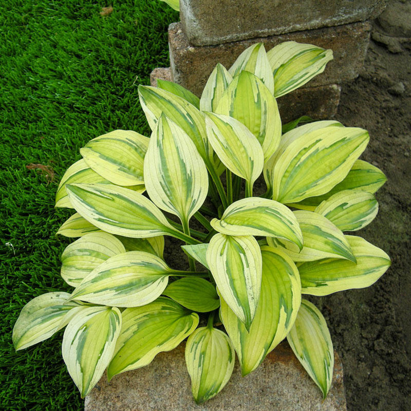 Hosta Captain's Adventure