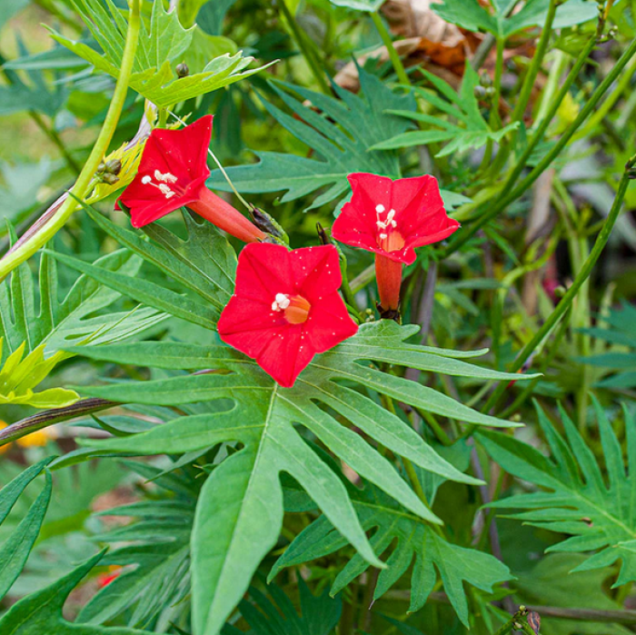Morning Glory Cardinal