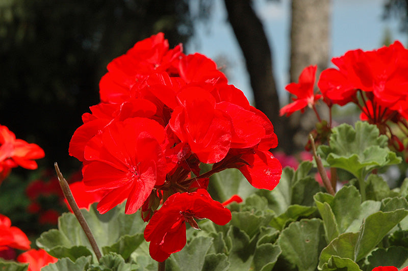 Geranium Zonal Cardinal