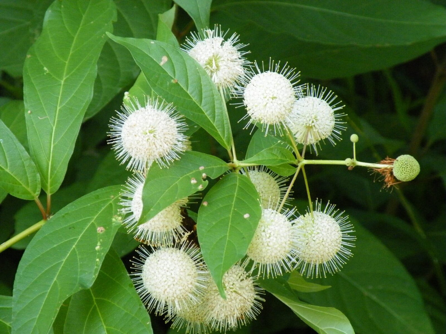 Cephalanthus Buttonbush