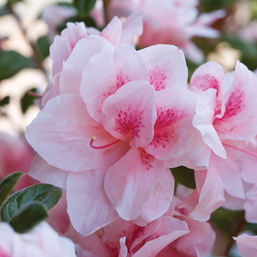 Azalea Autumn Chiffon