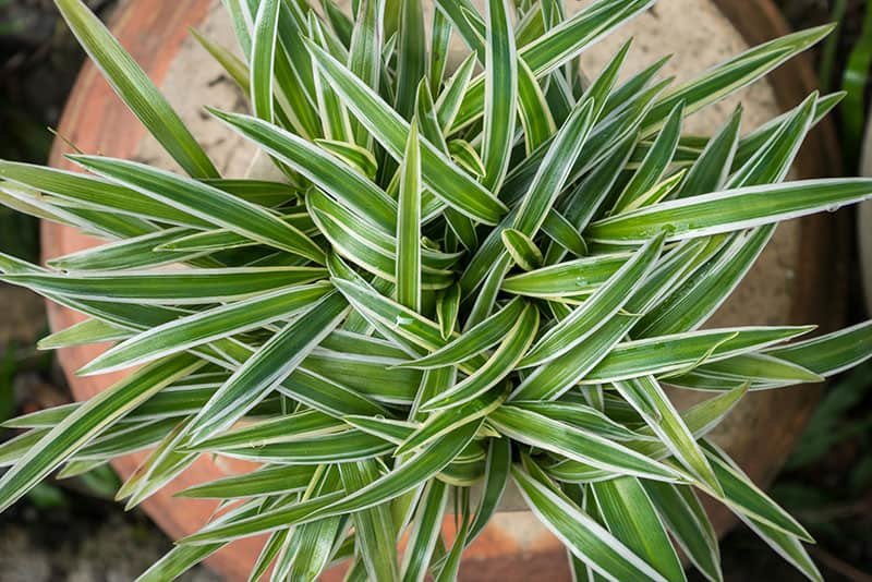 Chlorophytum Variegated