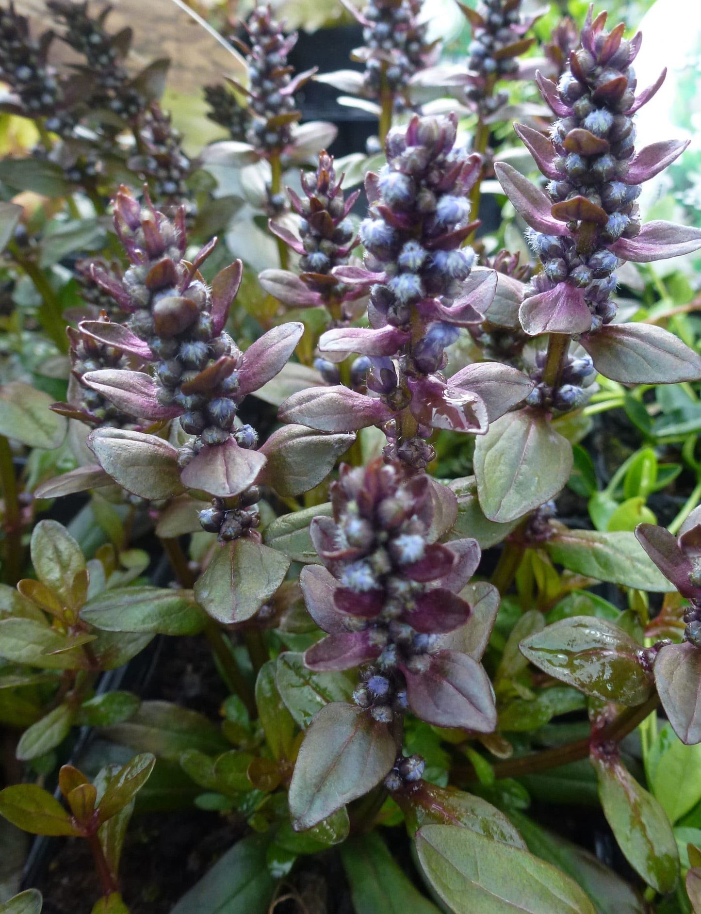 Ajuga Chocolate Chip