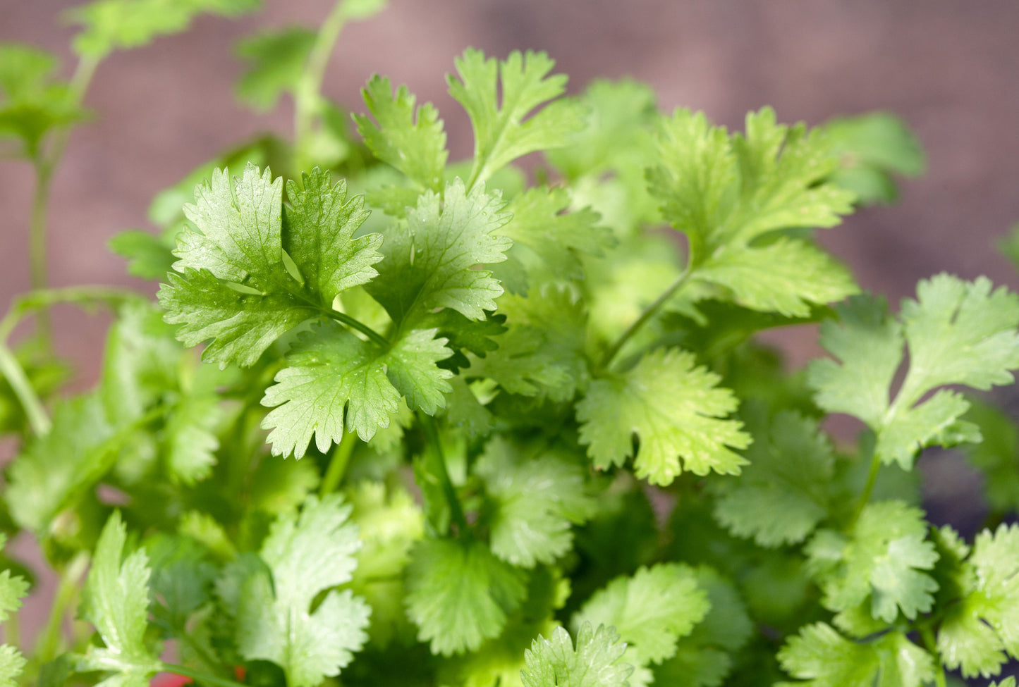 Cilantro