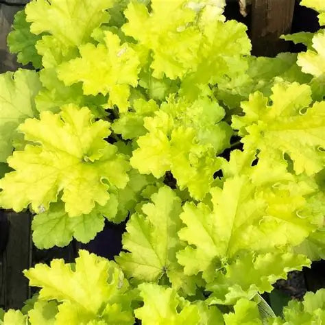 Heuchera-Citronelle
