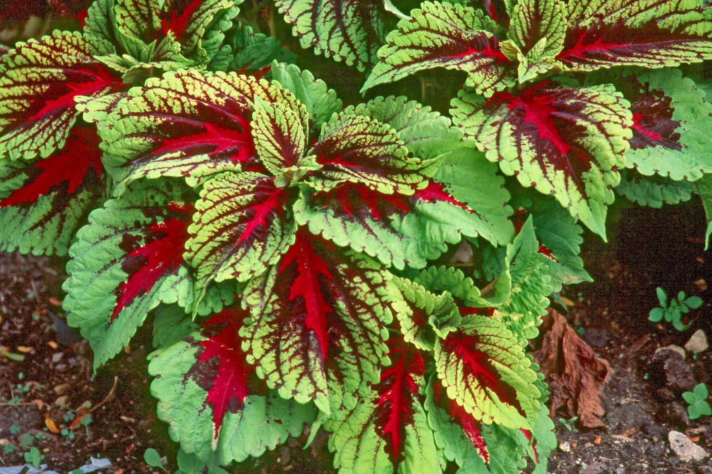 Coleus King G