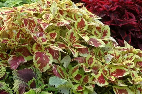Coleus Splash