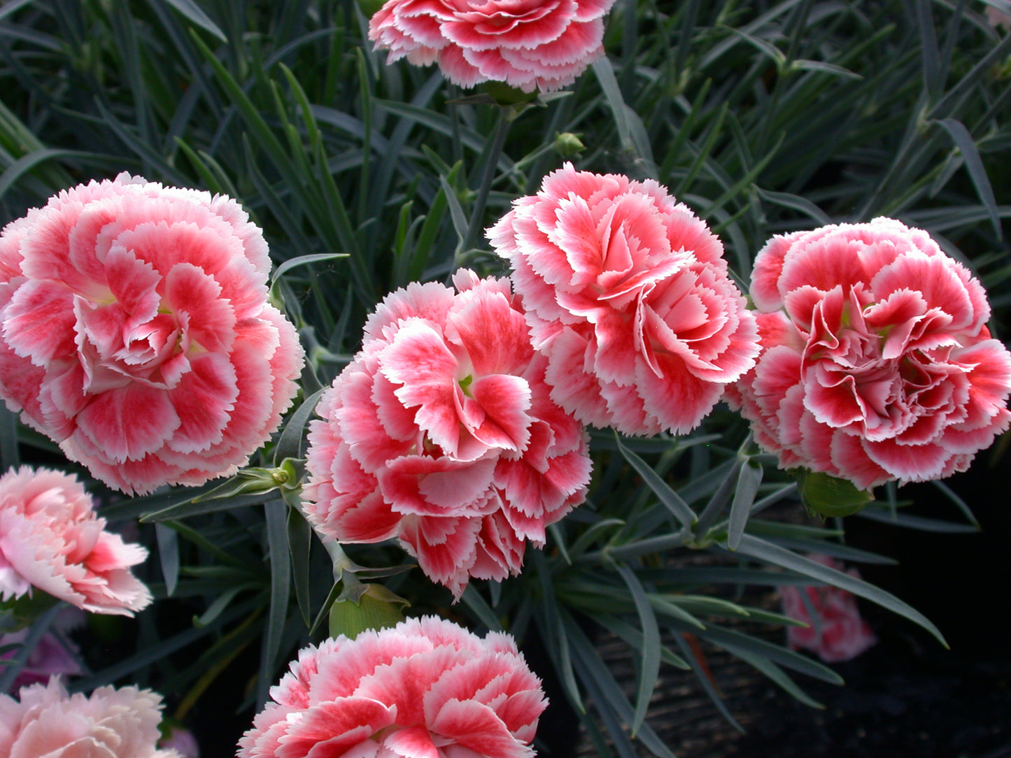 Dianthus Coral Reef