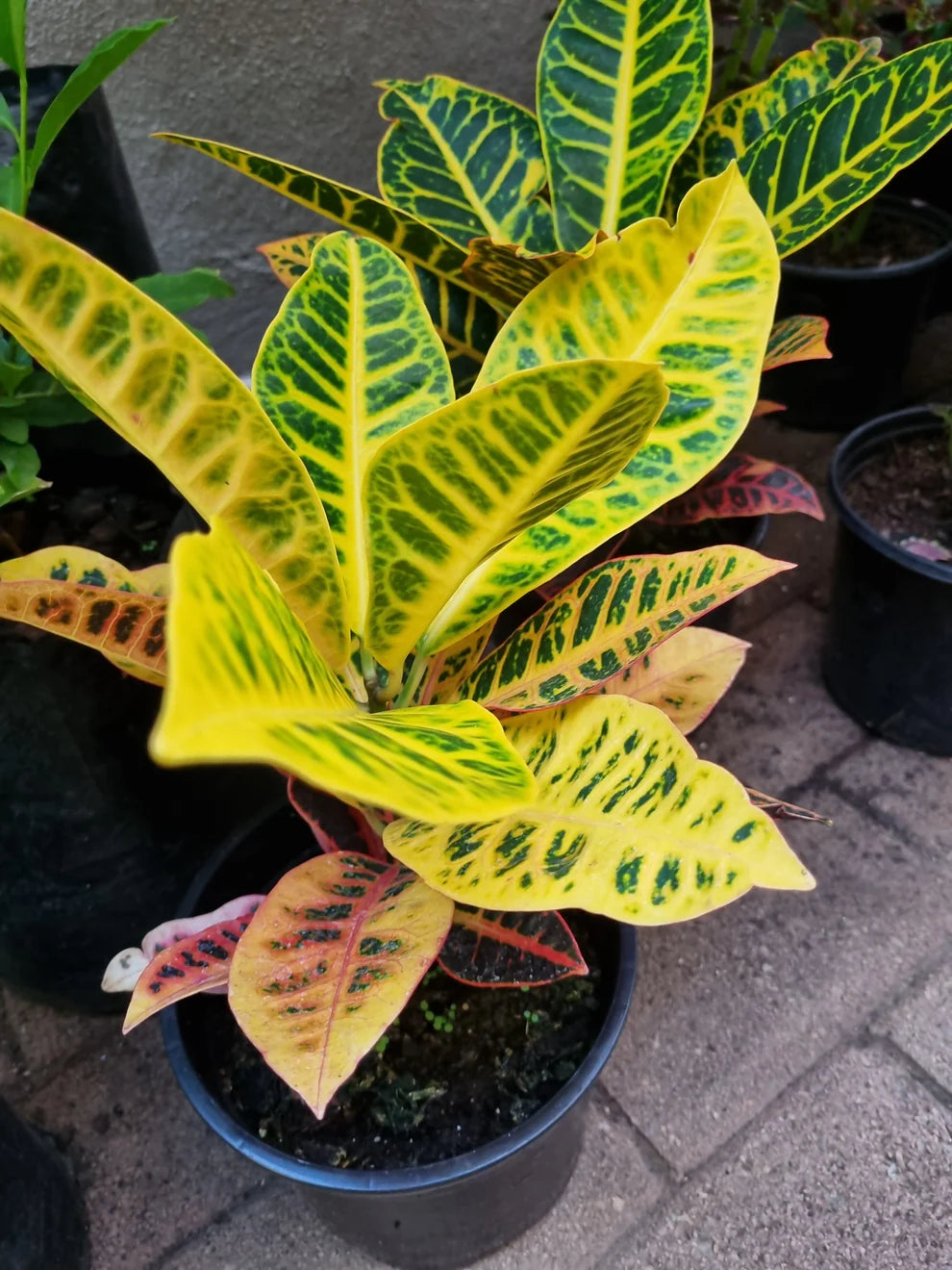 Croton Petra Gold