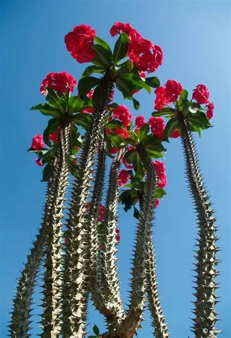 Cactus Crown of Thorns