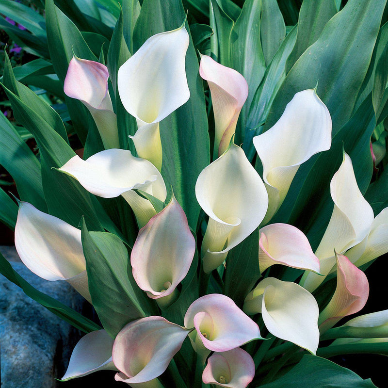 Calla Crystal Blush
