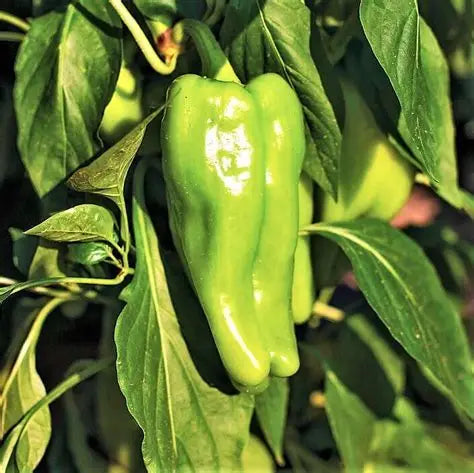 Cubanelle Mild Pepper