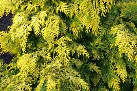 Cypress Golden Shrub