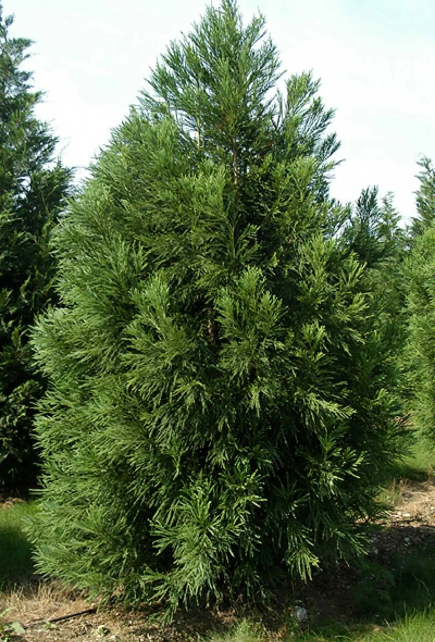 Cypress Japanese Cryptomeria