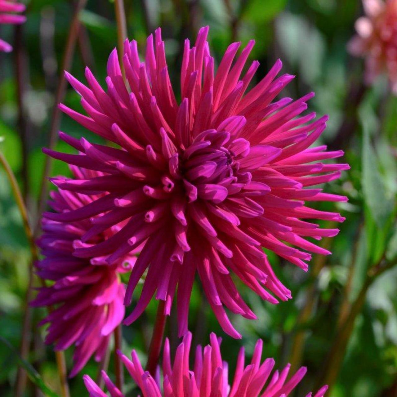 Dahlia Purple Gem