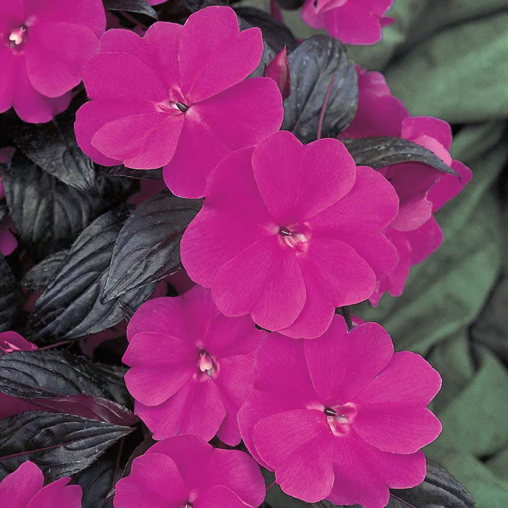 Sunpatiens Dark Purple