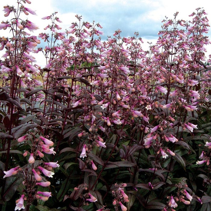 Penstemon Dark Towers