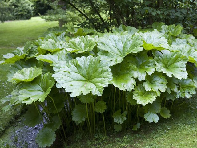 Darmera Peltata