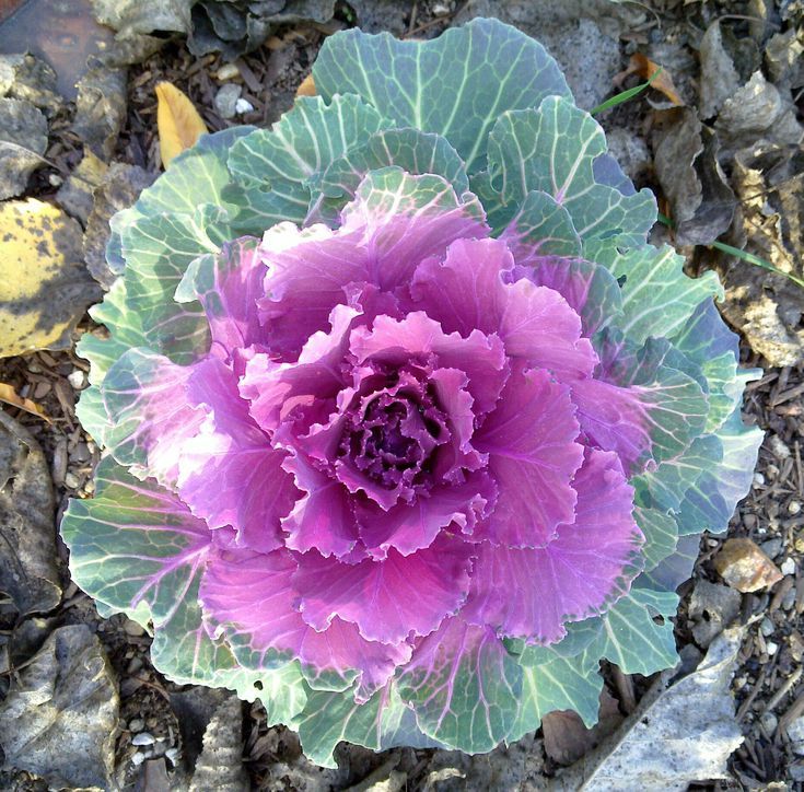 Decorative Cabbage