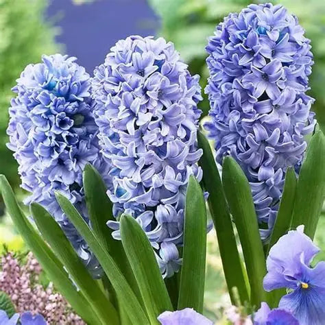 Hyacinth Delft Blue