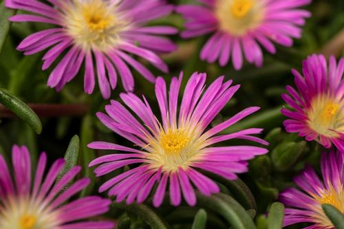 Delosperma Pink