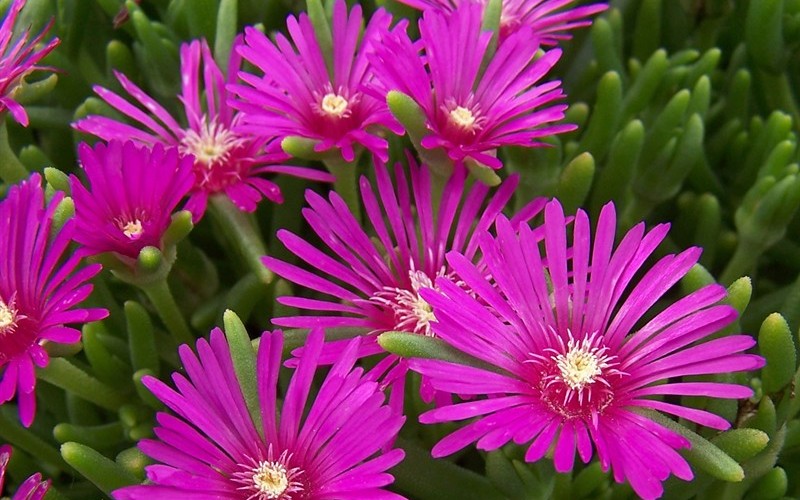 Delosperma Purple