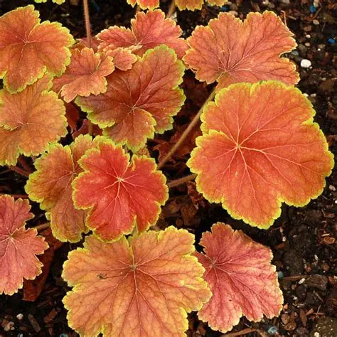 Heuchera-Delta Dawn