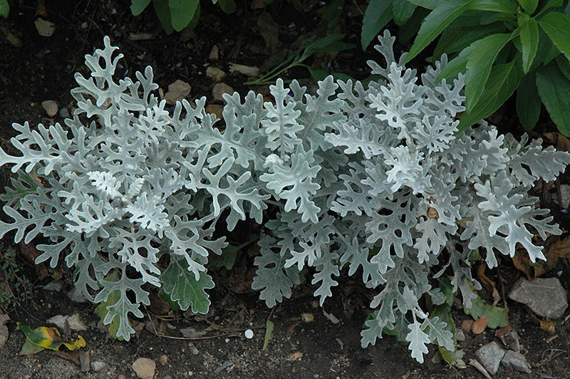 Dusty Miller