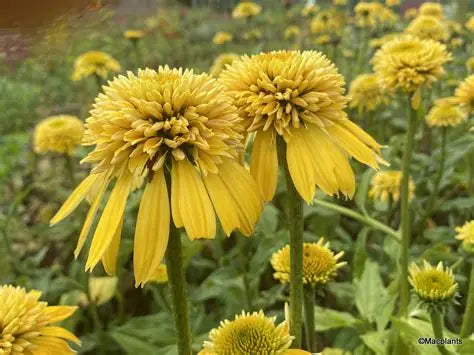 Echinacea-Eccentric Yellow
