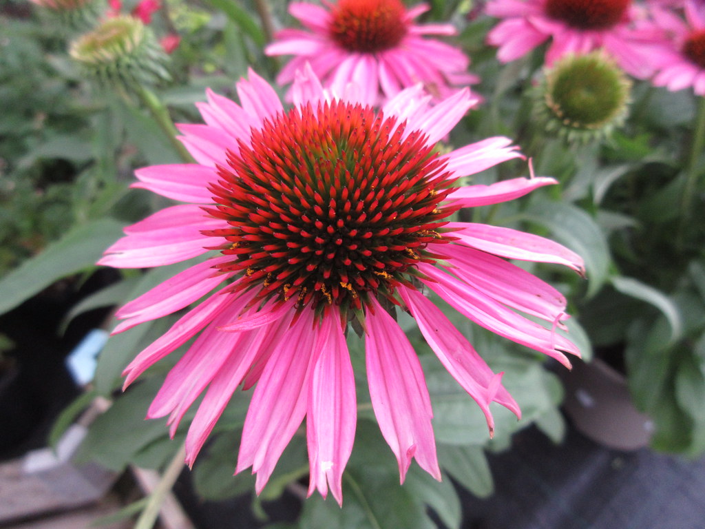Echinacea Sunseekers Pink