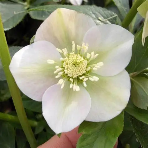 Helleborus-Pretty Ellen White