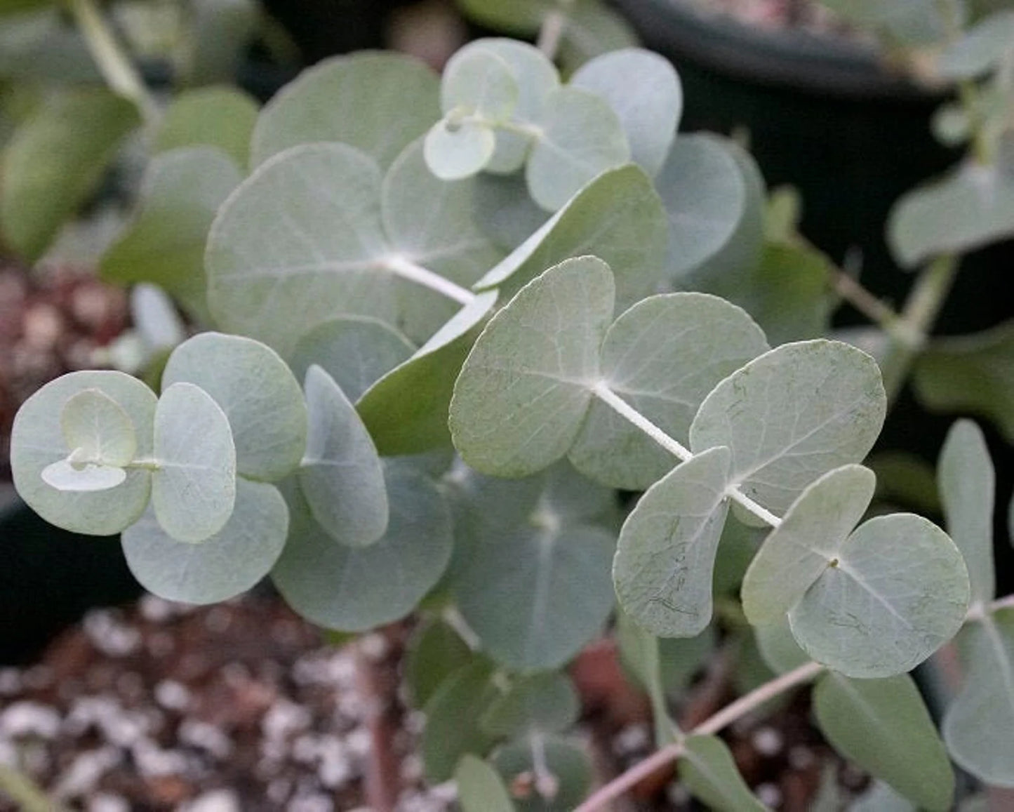 Eucalyptus Silver Dollar