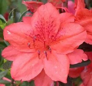 Azalea Fashion Orange