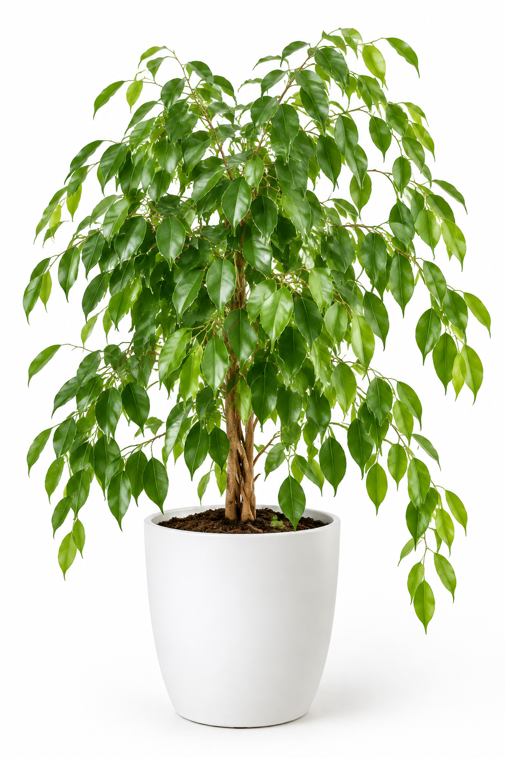 Ficus fig weeping Benjaminaii