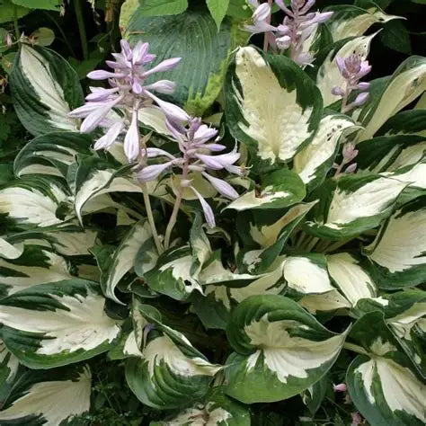 Hosta Fire & Ice