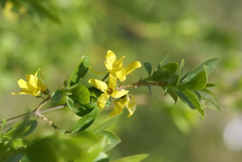 Forsythia Green Variegated