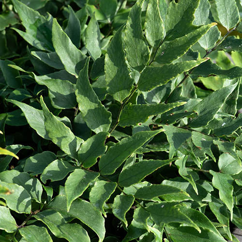 Fern Cyrtomium Fortunei