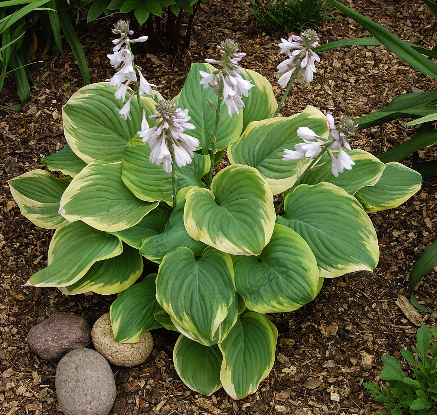 Hosta Fragrant Bouquet