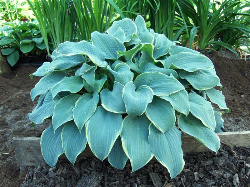 Hosta Frosted Dimples