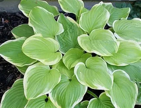 Hosta Frozen Margarita