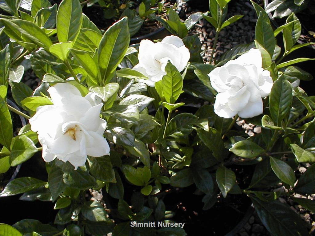 Gardenia Chuck Hayes