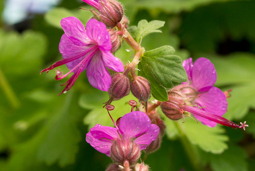 Geranium Bevan's Variety