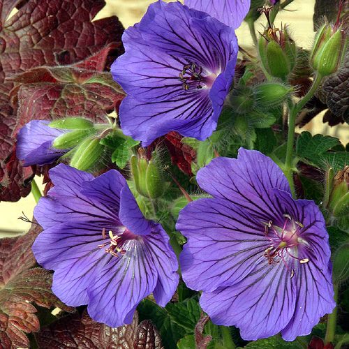 Geranium Blue Blood