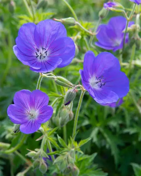 Geranium Brookside